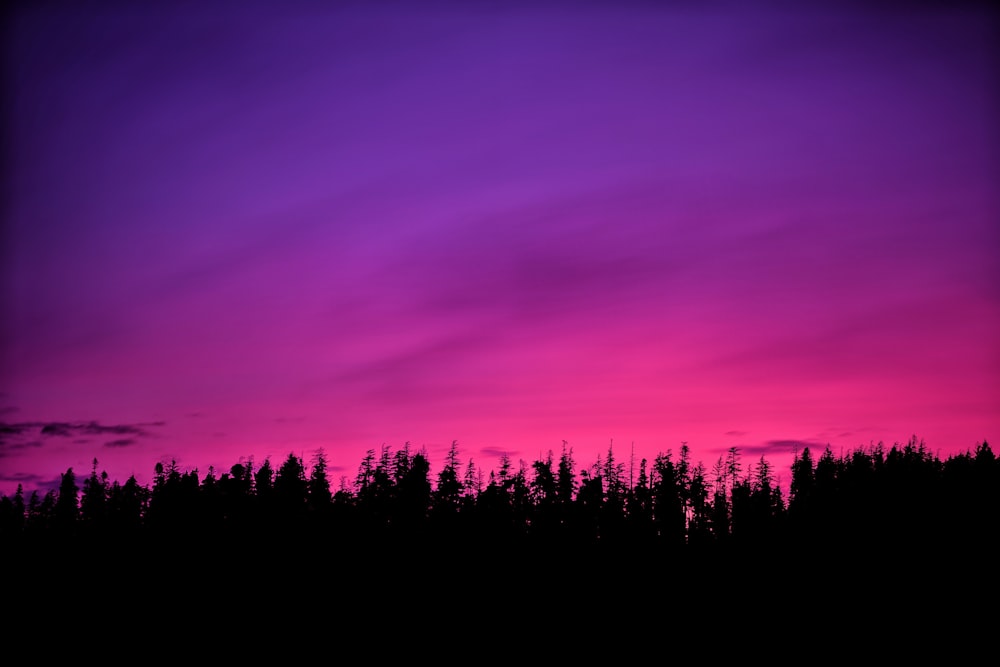 Céu cor-de-rosa sobre a floresta ao pôr do sol