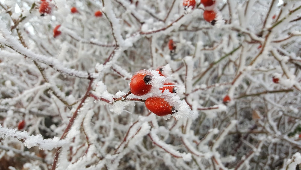 frosted red berries in tree branches