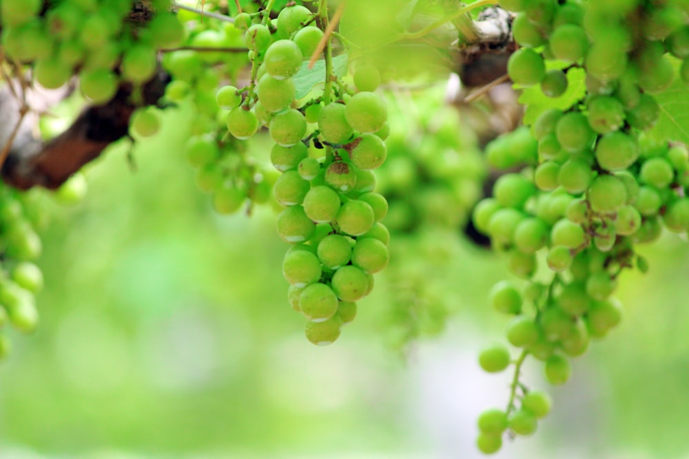 bunch of green grapes