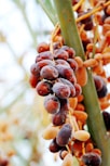 Close-up of ripe, glossy dates hanging on a palm tree under warm sunlight.