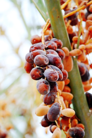 A close-up view of a cluster of ripe palm dates hanging from a tree. The dates are dark brown and appear plump, with a few lighter-colored dates interspersed. The green stalk of the tree is partially visible, and the background is blurred, focusing attention on the dates.