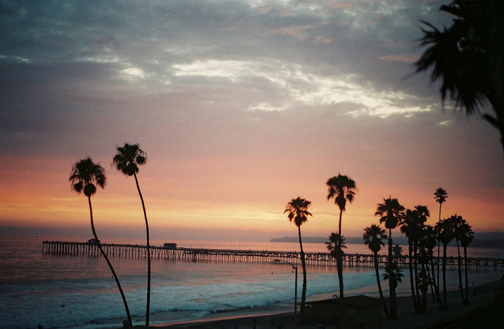 silhouette of trees