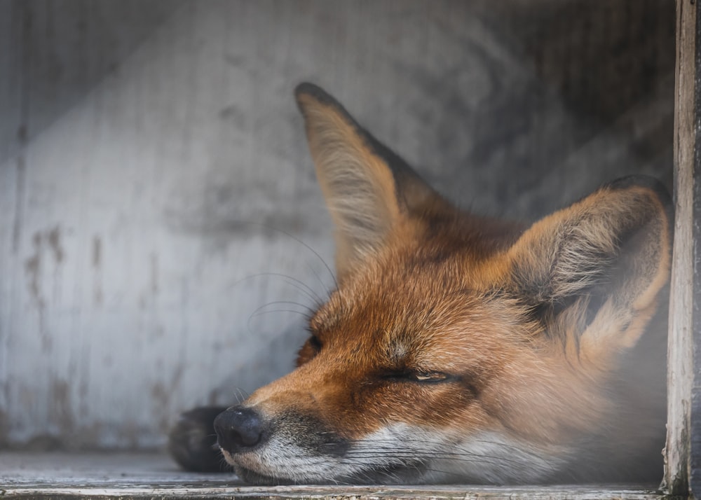 a close up of a fox sleeping in a window