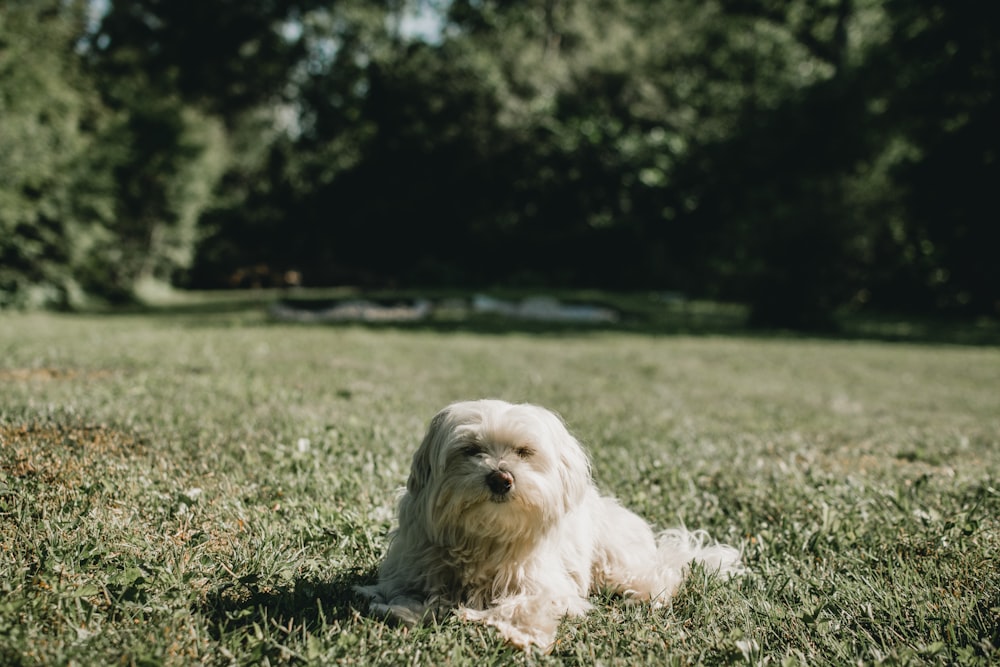 white long coat small dog lying on grasses in yard