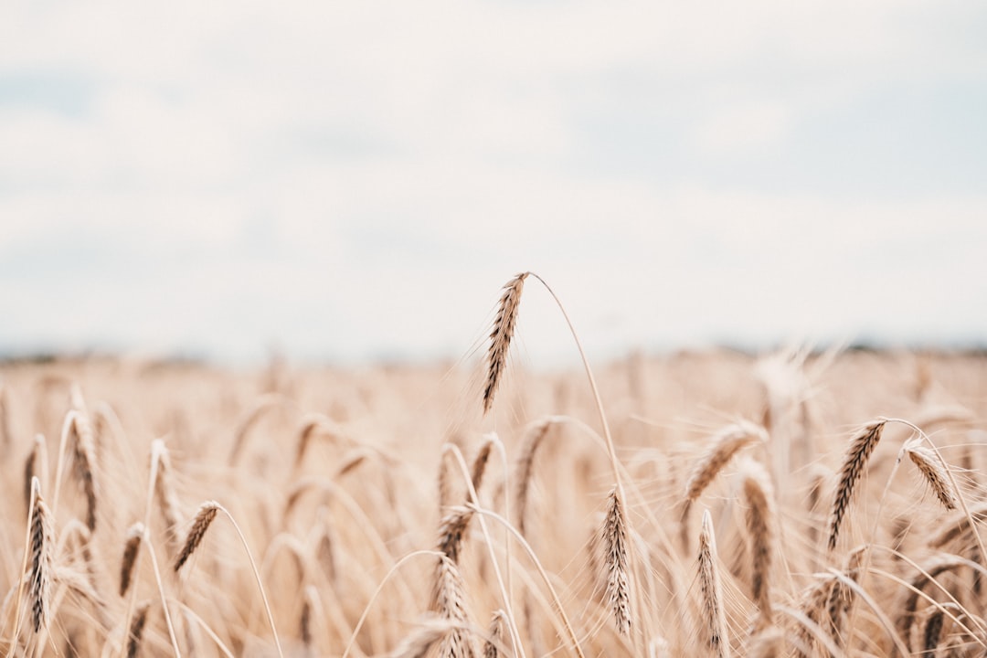 brown wheat field