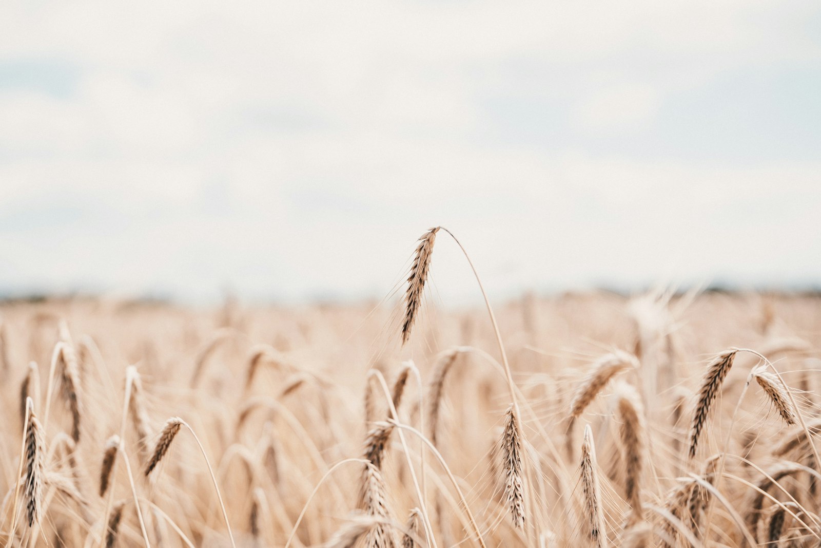 Sigma 40mm F1.4 DG HSM Art sample photo. Brown wheat field photography