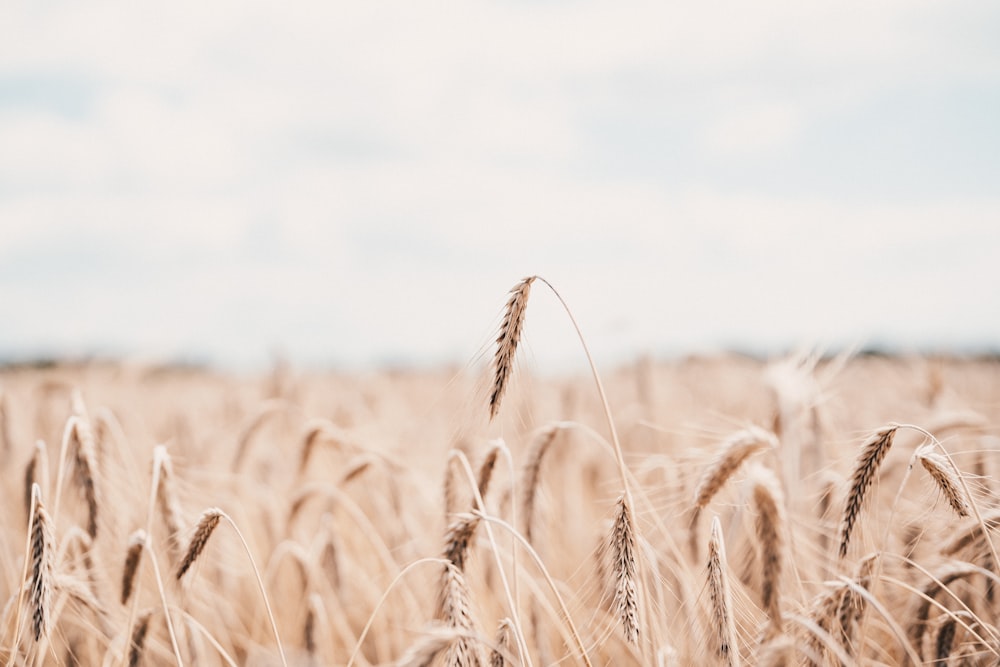 brown wheat field