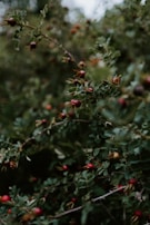 Fruit plants arranged in bulk, showcasing their lush leaves and budding fruits.
