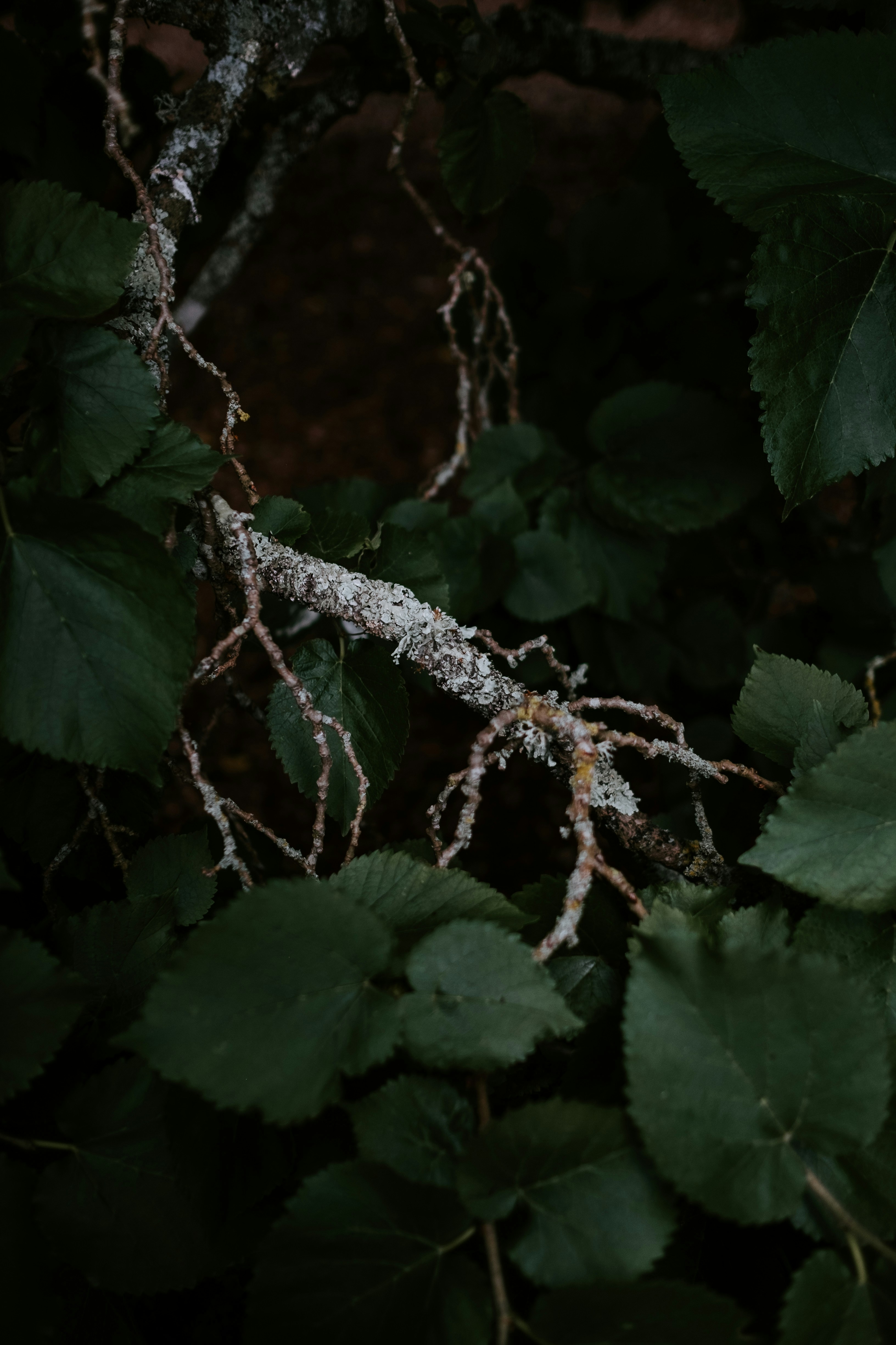 Photo by anniespratt