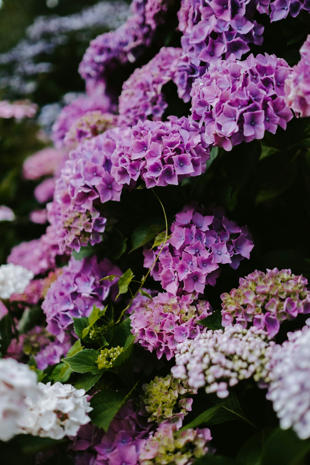 pink-petaled flowers