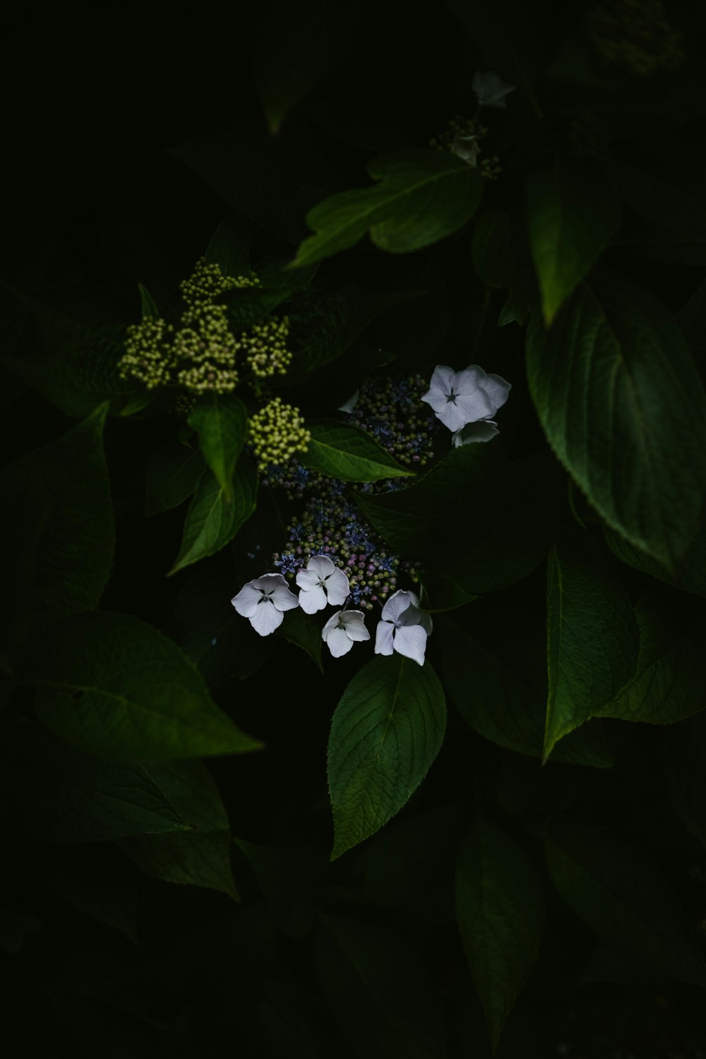 white petaled flower