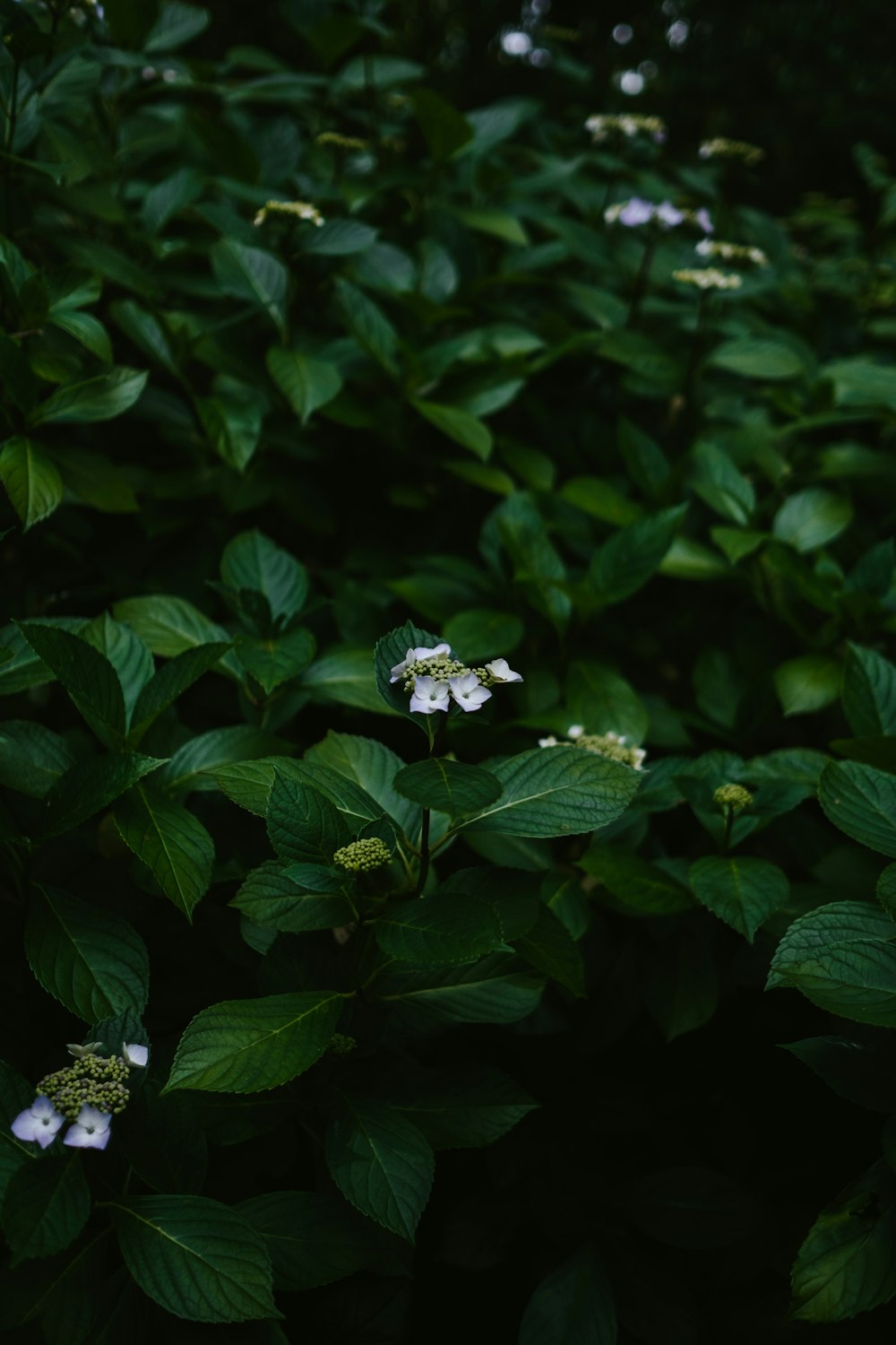 white-petaled flowers growing on green-leafed plant