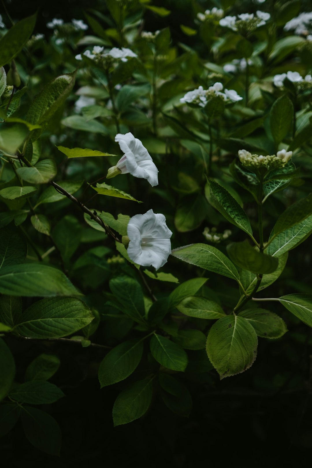 white bell flowers