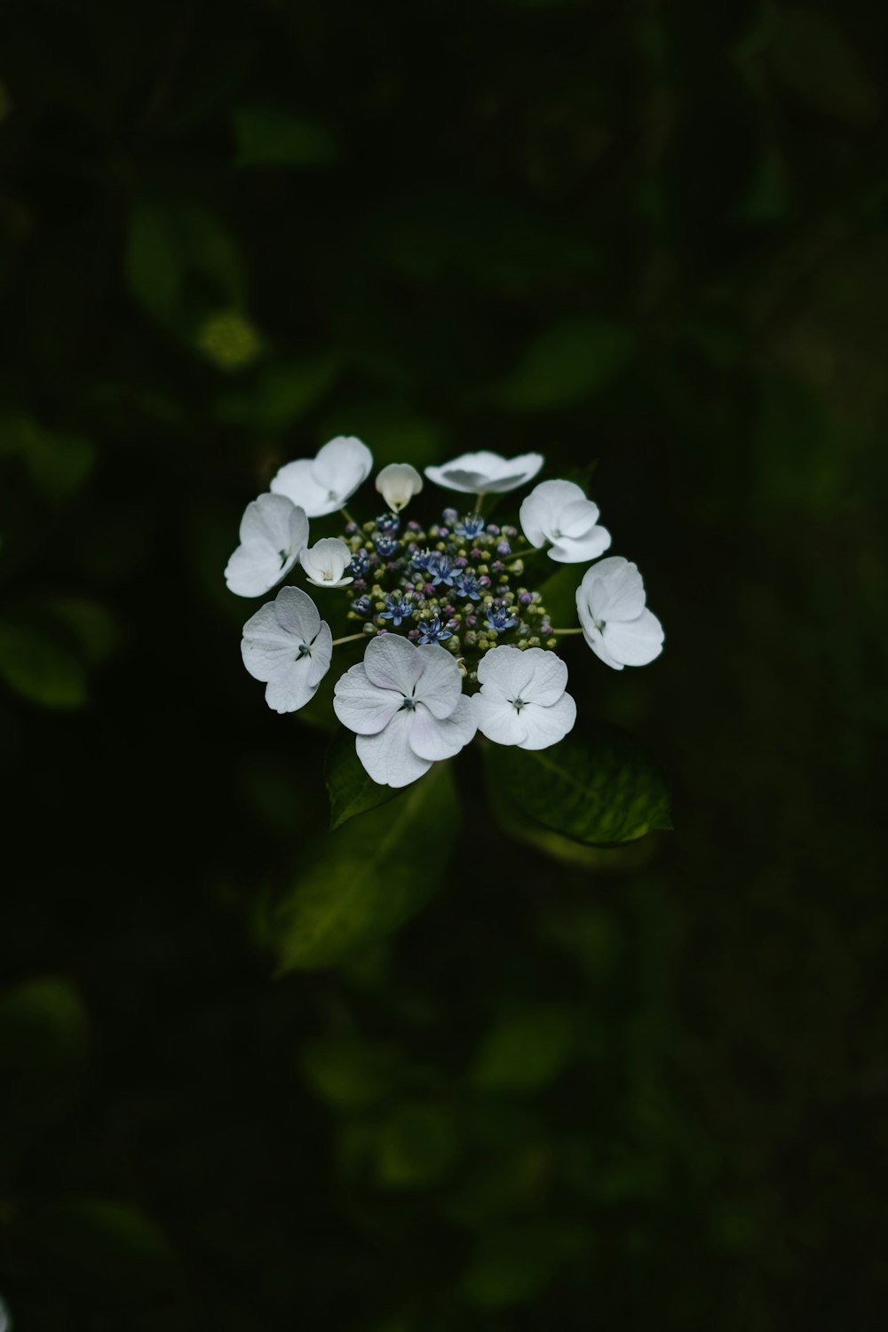 white petaled flower plants