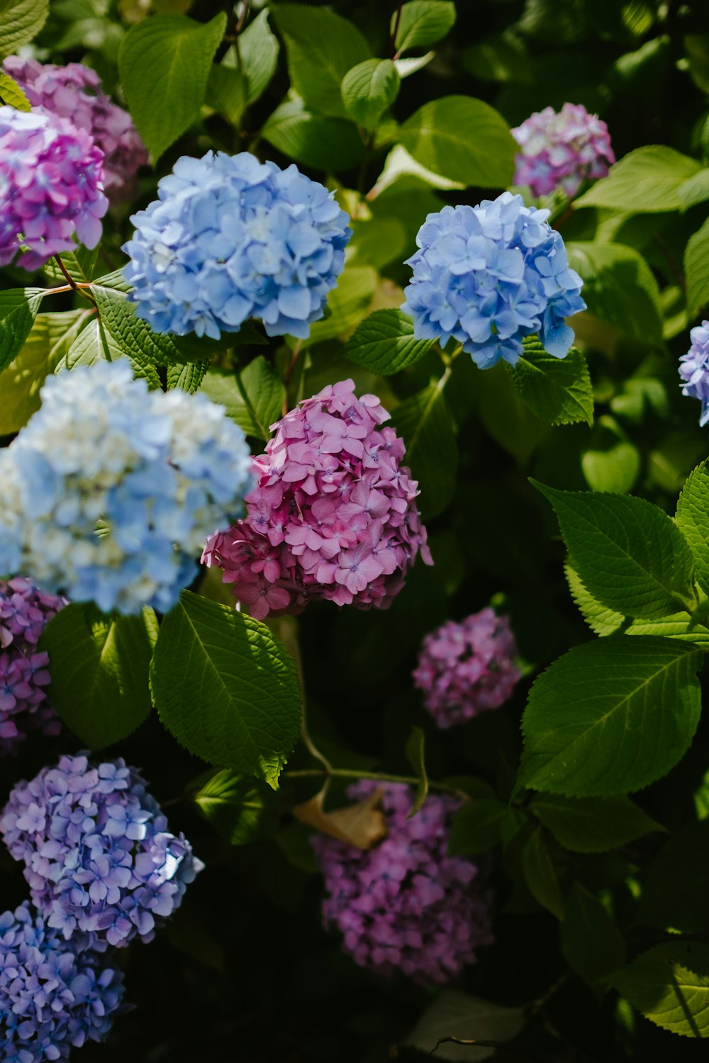 blue and pink petaled flowers