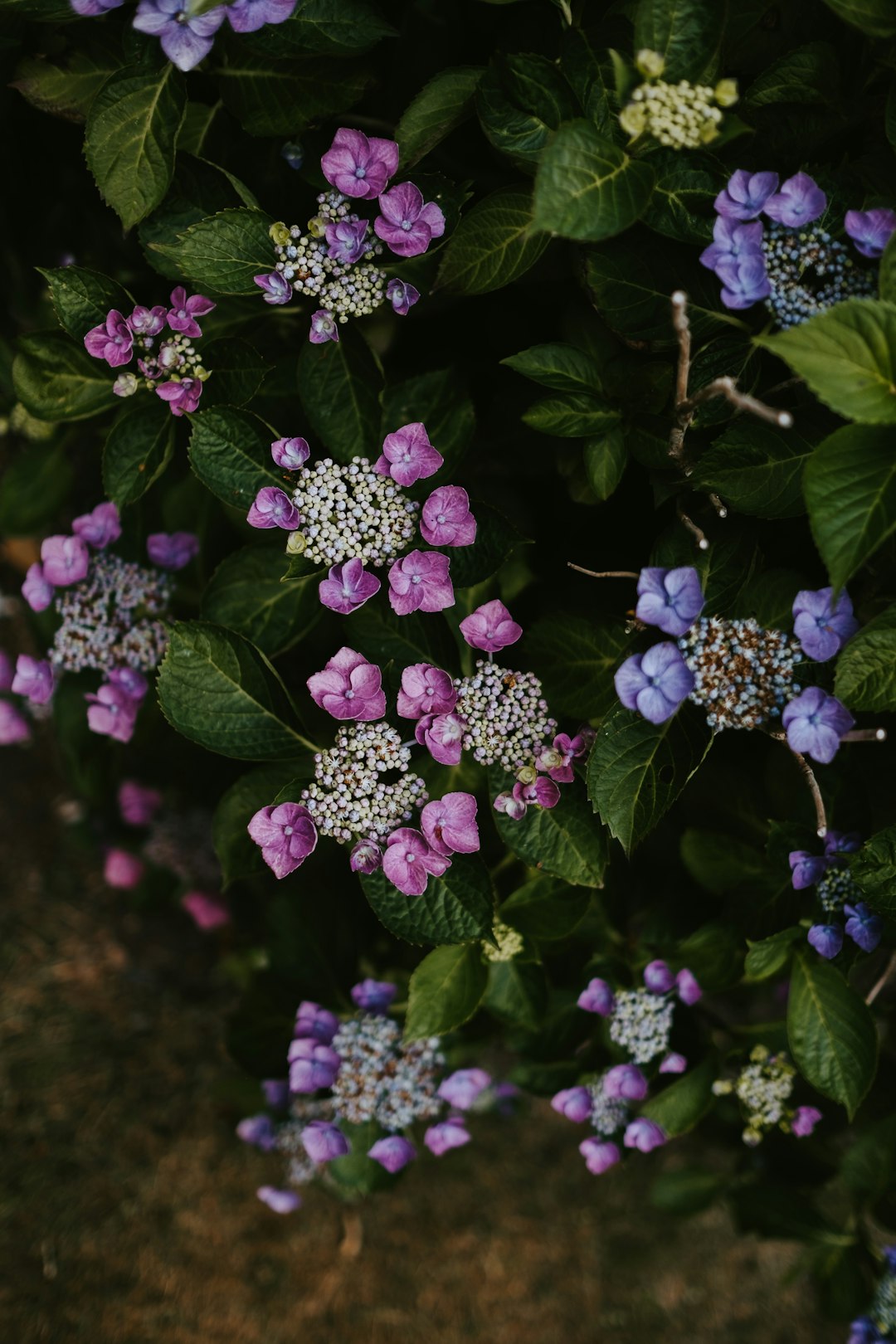 focus photography of purple petaled flower