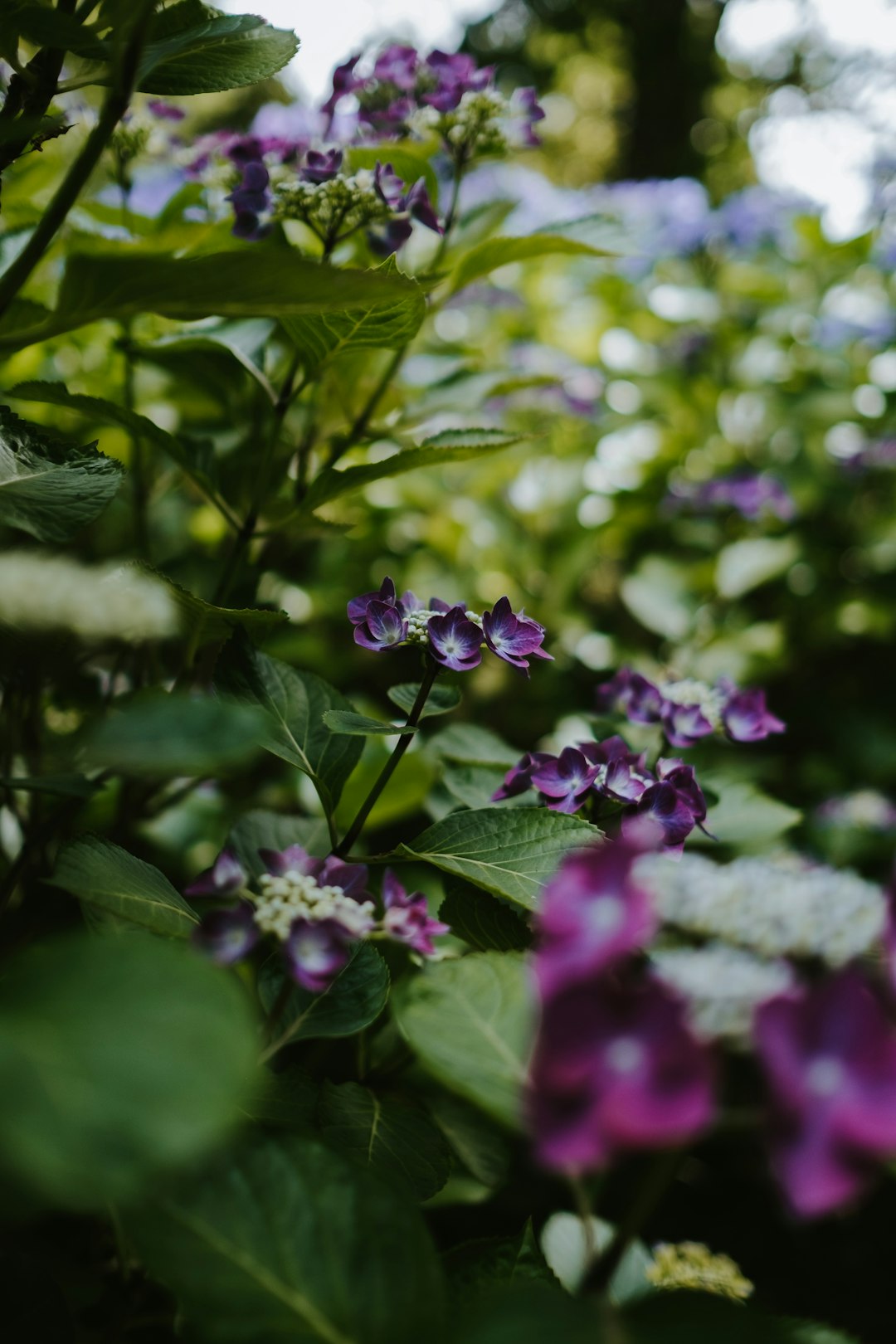 selective focus photography of green-leafed purple-petaled flowering plant