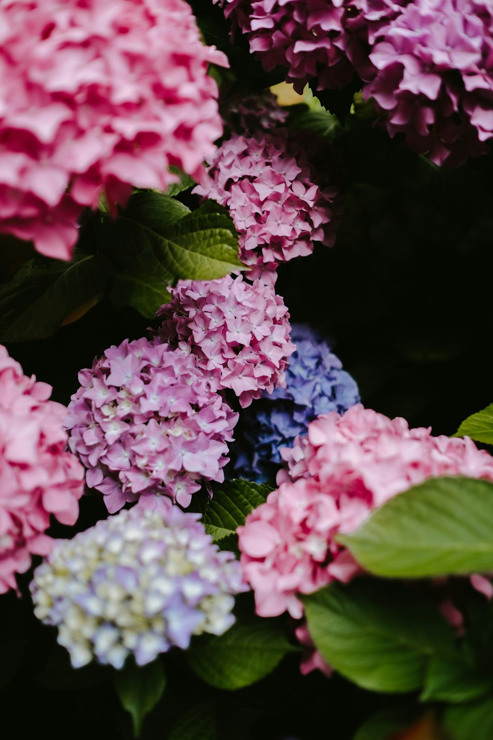 a bunch of pink and blue flowers with green leaves