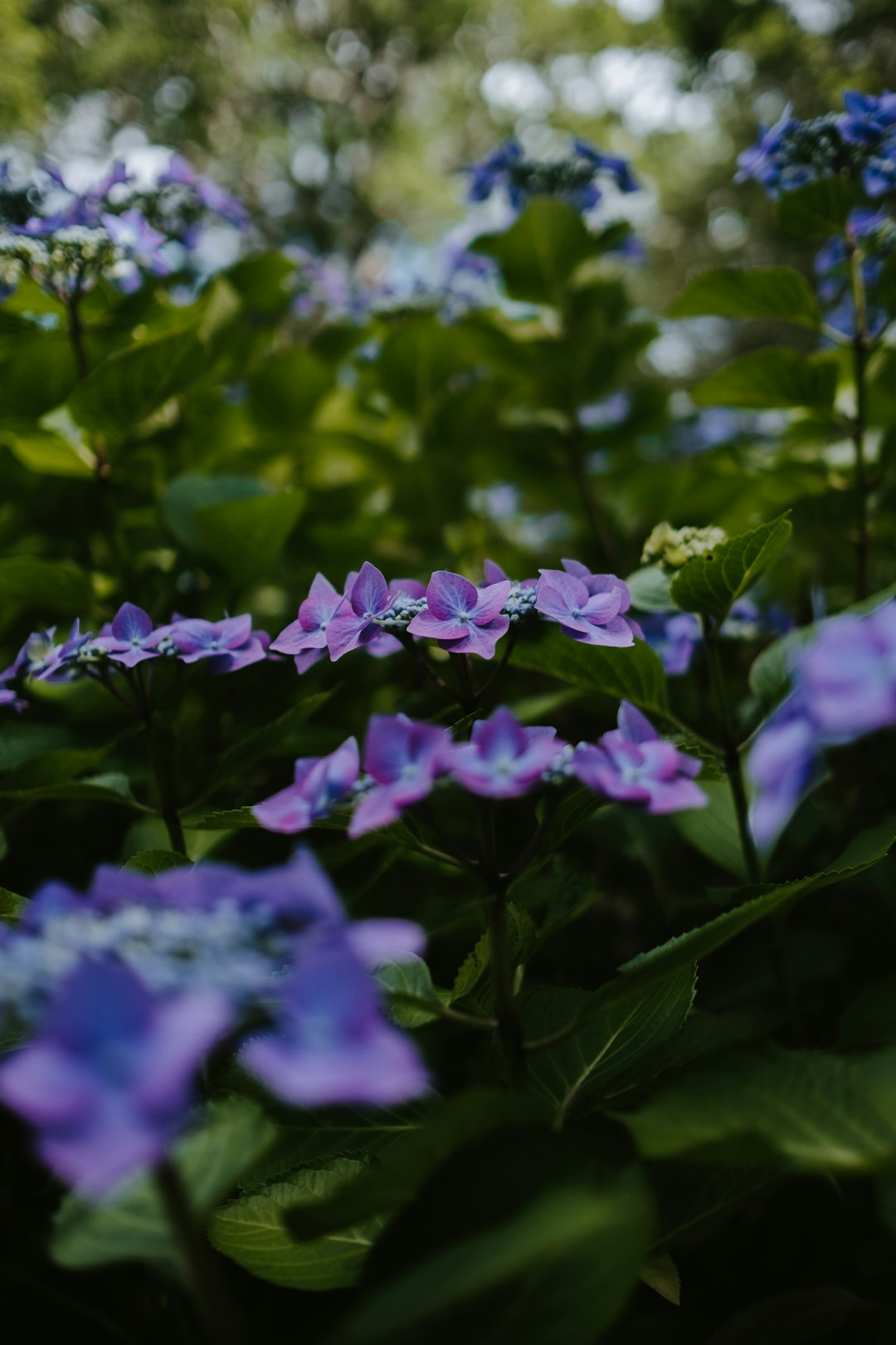 pink and blue flowers