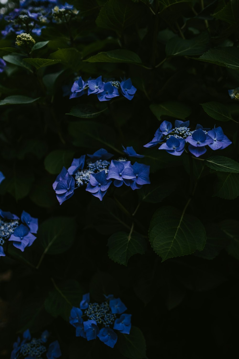 blue petaled flowers