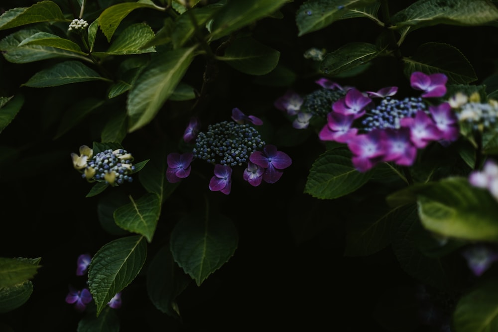 purple and black petaled flowers