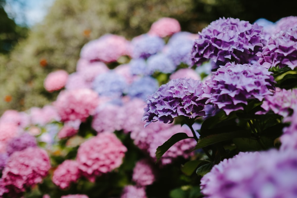 purple petaled flower