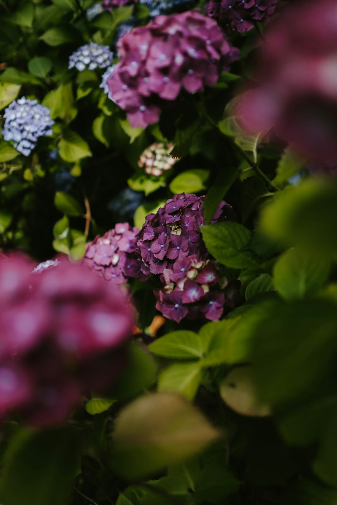 pink-petaled flowers