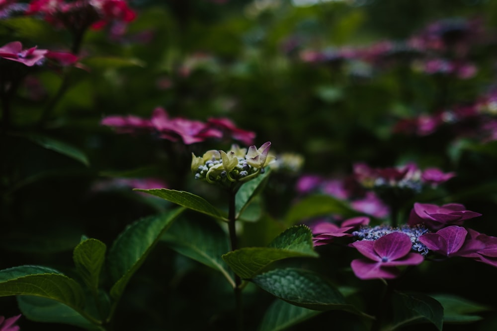 purple flowers