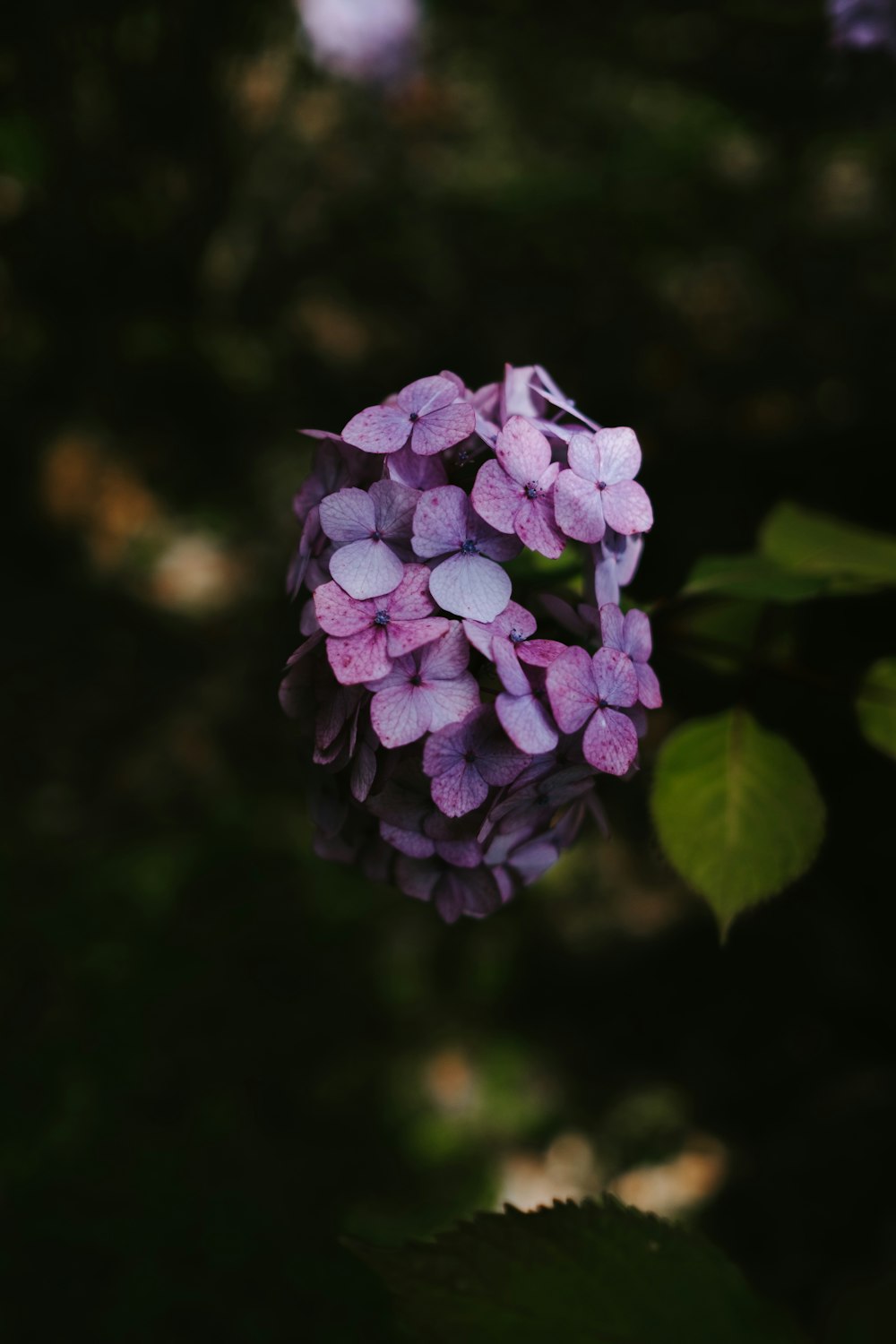 purple-petaled flower on selective focus photography