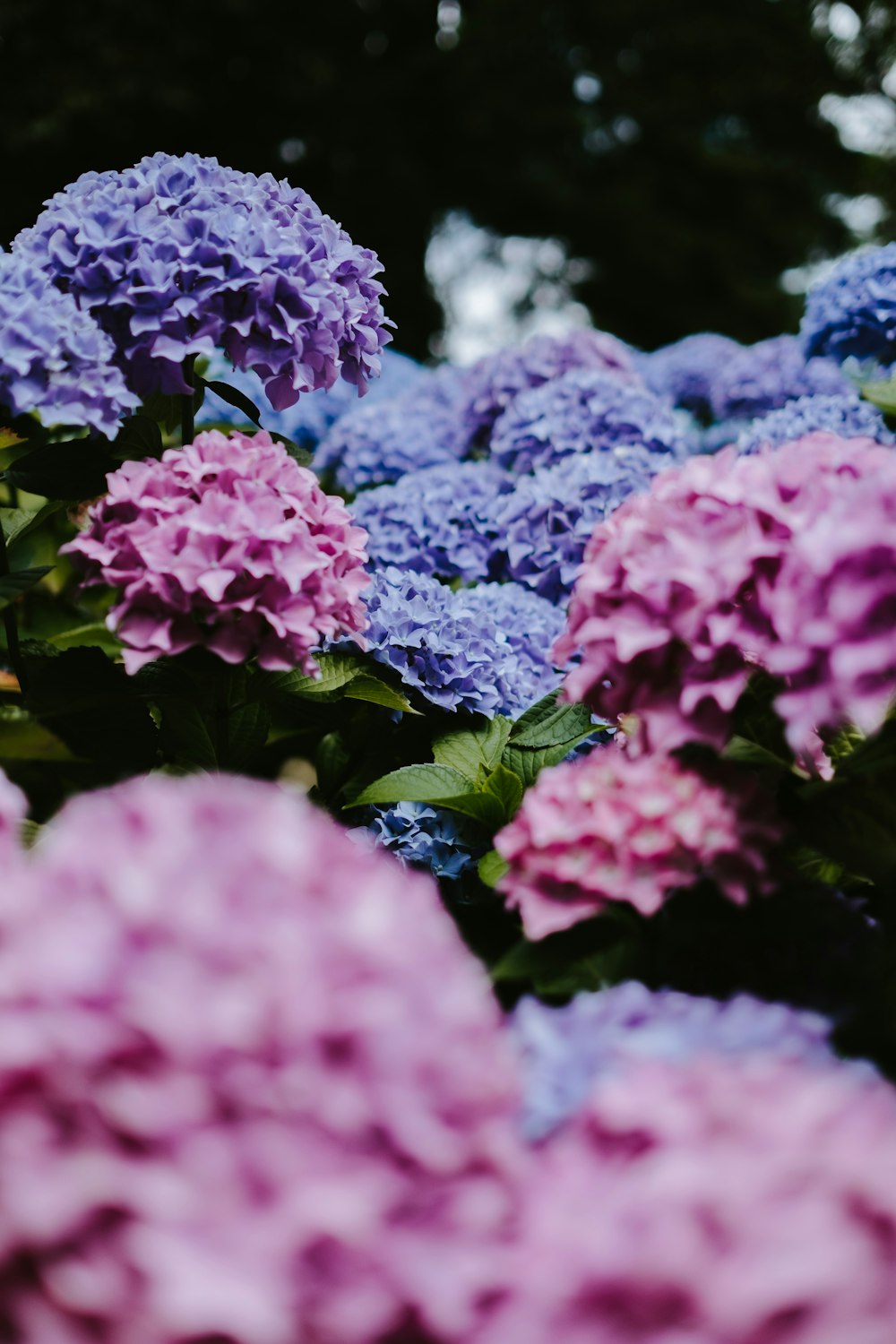 pink and blue flowers