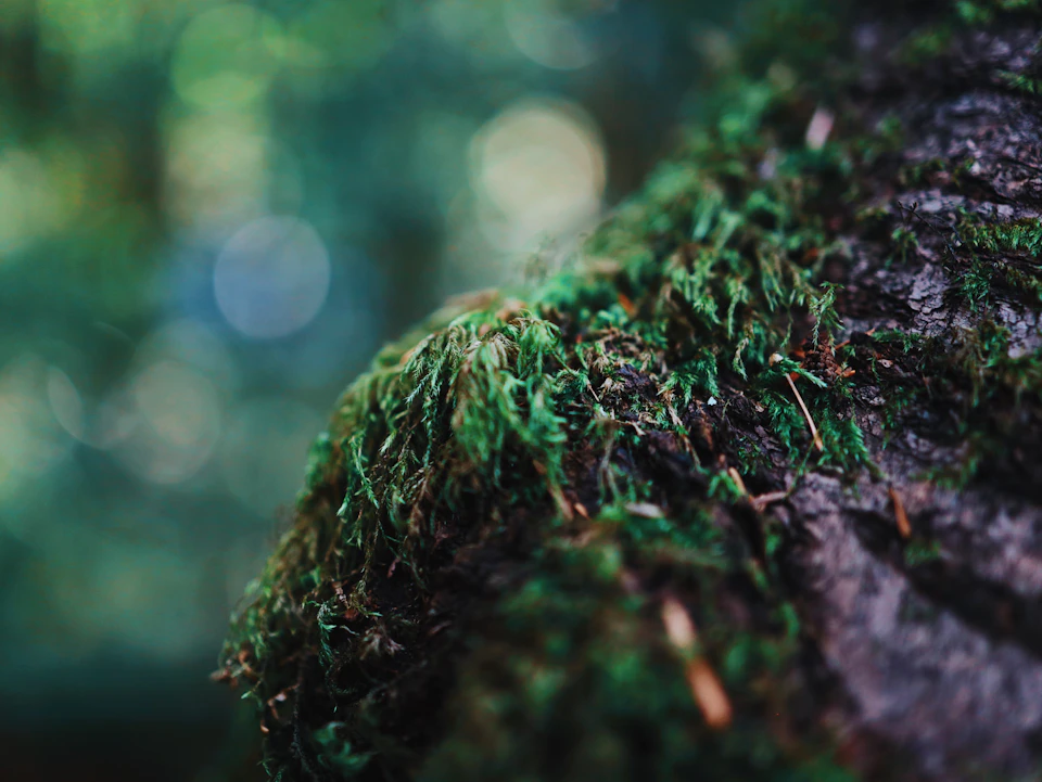 The image shows a close-up view of a tree trunk covered in green moss and lichen, with small brown twigs scattered around it. The background is blurred, suggesting that the focus is on the tree trunk and its surrounding vegetation.