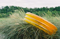 An inflatable outdoor lounger resting on green grass under tall trees.