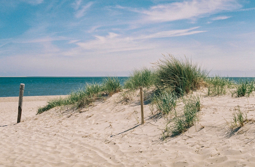 green grass on white sand at daytime