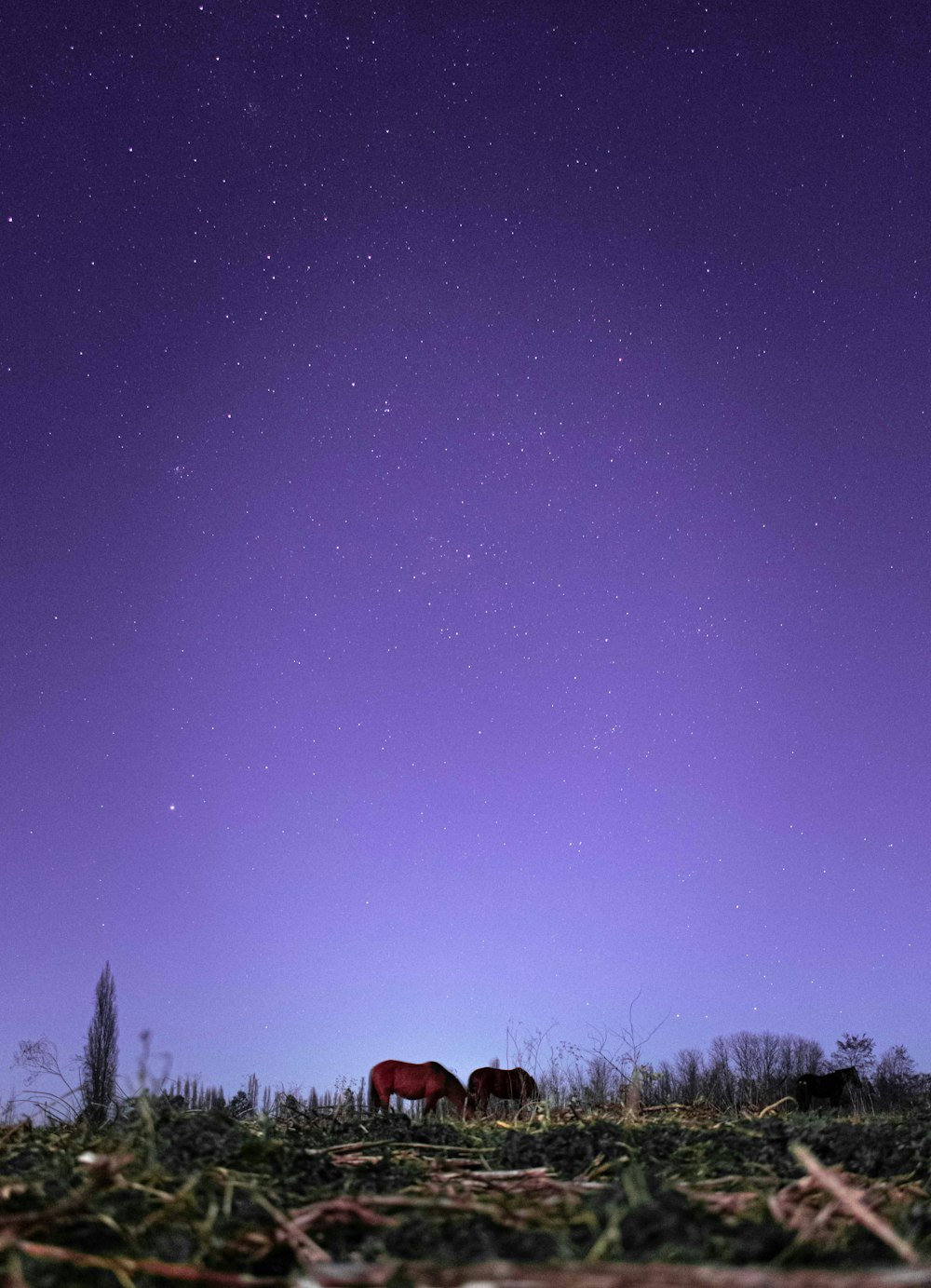 brown horse on grass field during nighttime