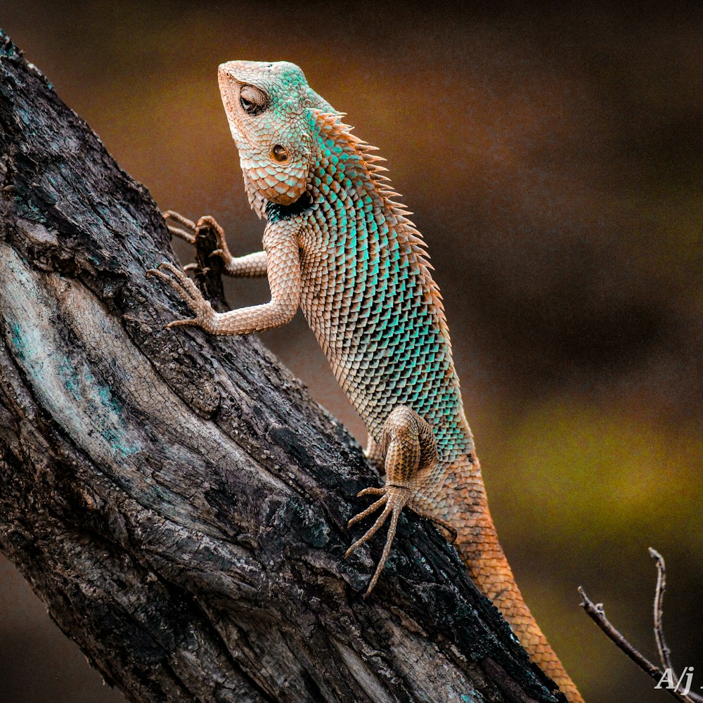 Iguana en el árbol