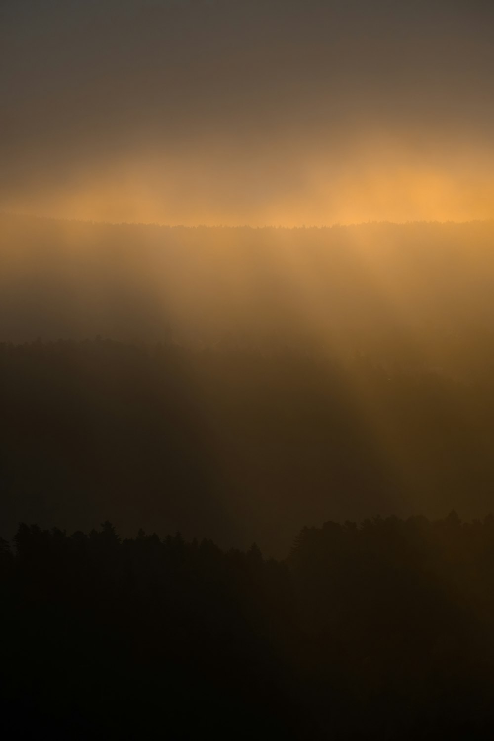 Foto da paisagem de uma floresta ao nascer do sol