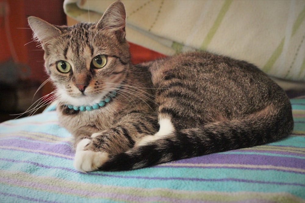 gray tabby cat on bed