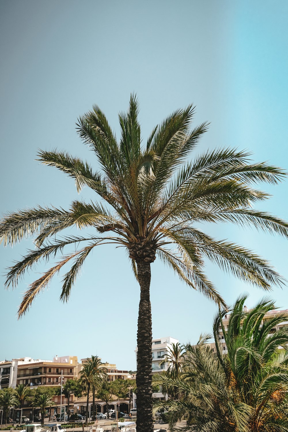 palma vicino all'edificio durante il giorno