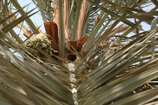 A close-up image of fresh Qassim palm dates hanging on a palm tree with sunlight filtering through the leaves.