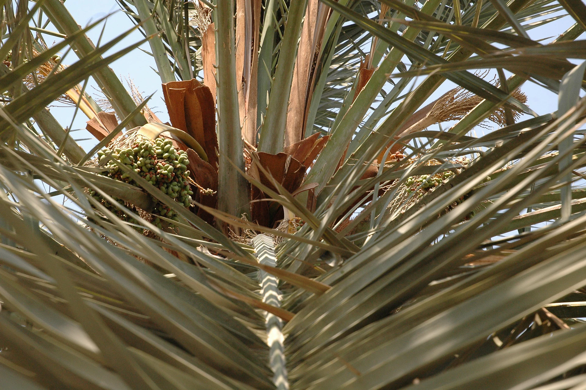 A close-up shot of ripe dates hanging on a palm tree with sunlight filtering through the leaves, showing natural movement in the branches.