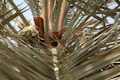 A close-up view of palm tree fronds with clusters of unripe green dates nestled within. The image is taken from the underside, looking upwards, with sunlight filtering through the leaves, highlighting their texture and color.