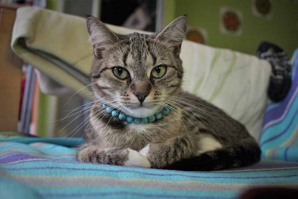 gray tabby cat lying on bed