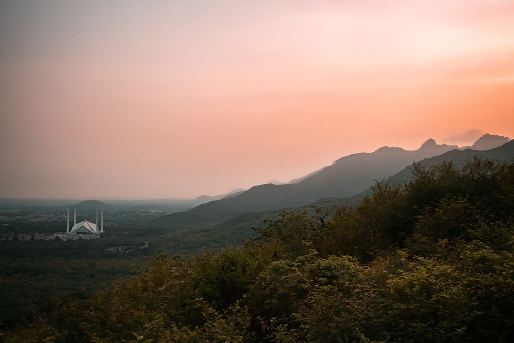 landscape photography of forest