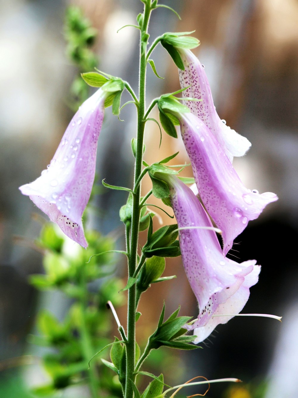 purple petaled flower plant