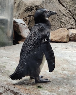 A penguin stands on a rocky surface, appearing to be in a zoo or aquarium setting. It is wearing a tag labeled 'DJ' on its flipper. The background features rugged, naturalistic rocks, and a glass panel is visible on the left side of the scene.