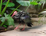 A bird with striking reddish-pink features on its beak and head stands on a stone platform surrounded by lush green foliage. The bird's feathers are a mix of dark and iridescent colors, creating a vibrant contrast against the greenery. The environment appears to be a naturalistic setting, possibly in a zoo or botanical garden.