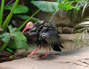 A bird with striking reddish-pink features on its beak and head stands on a stone platform surrounded by lush green foliage. The bird's feathers are a mix of dark and iridescent colors, creating a vibrant contrast against the greenery. The environment appears to be a naturalistic setting, possibly in a zoo or botanical garden.