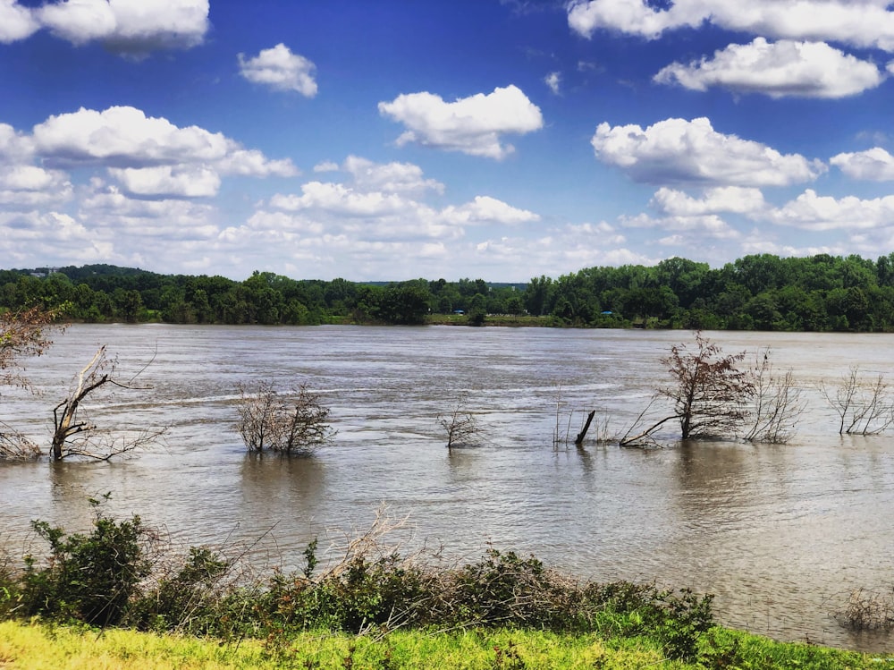 brown bushes submerged in flood water under white and blue cloudy sky