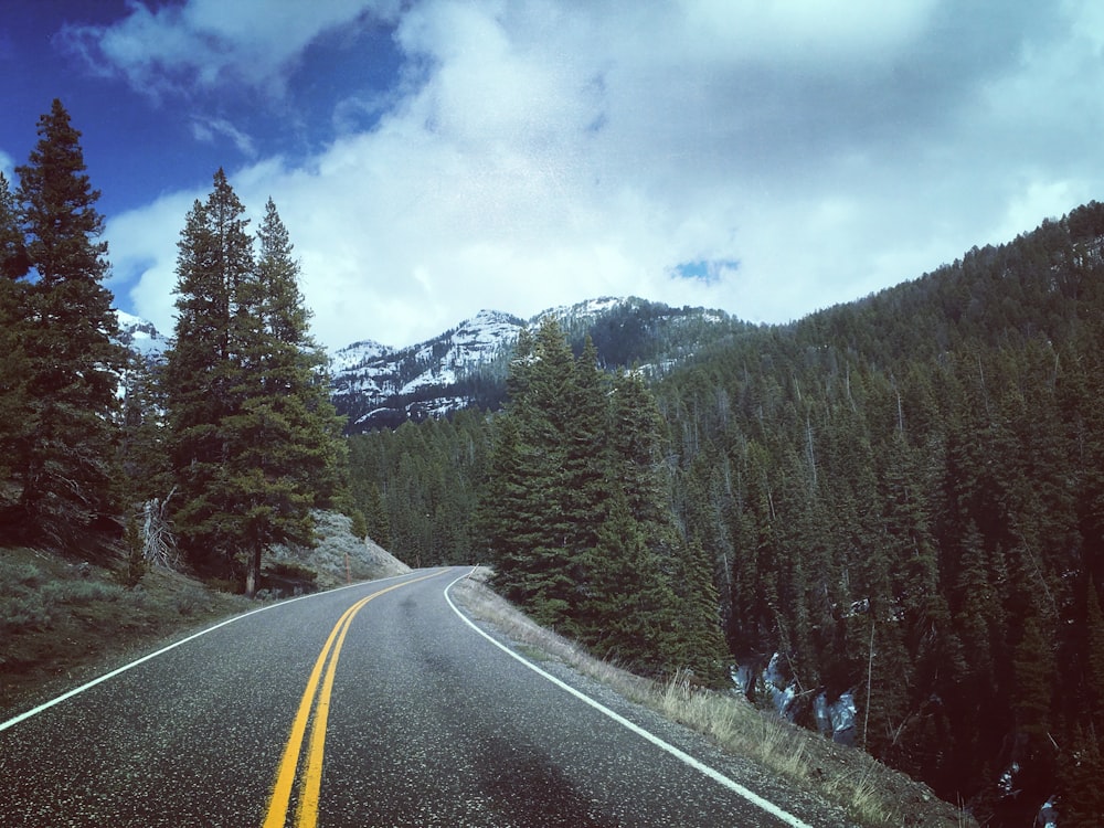 green pine trees growing near road during daytime