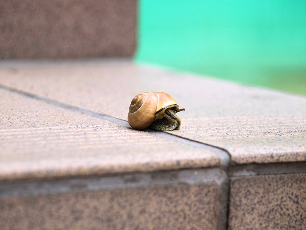 brown snail on beige surface